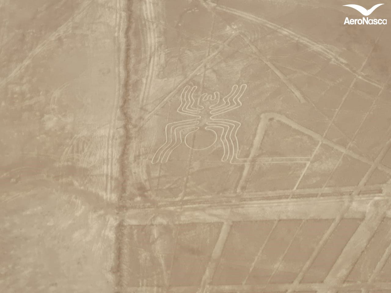 Nombres de las Líneas de Nazca Imagenes de las Lineas de Nazca: Araña