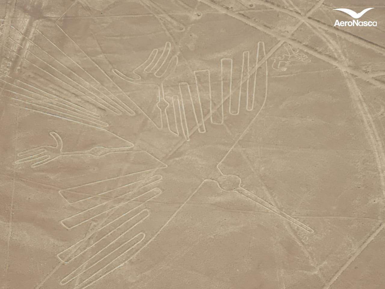 Nombres de las Líneas de Nazca Imagenes de las Lineas de Nazca: Condor