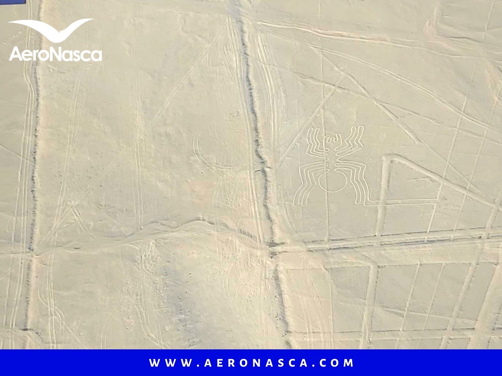 Lineas de Nazca Araña