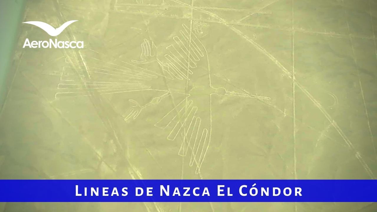 Lineas De Nazca Condor