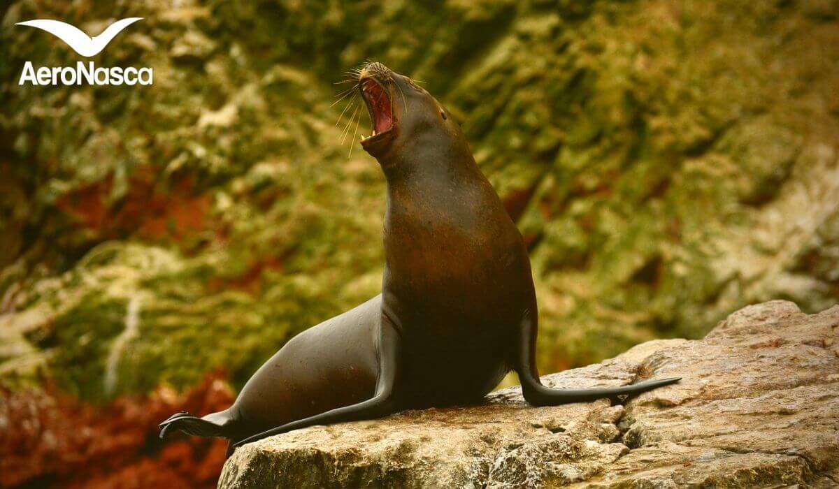 Ecoturismo en el Perú ⛺ Nadar con Lobos Marinos en Perú