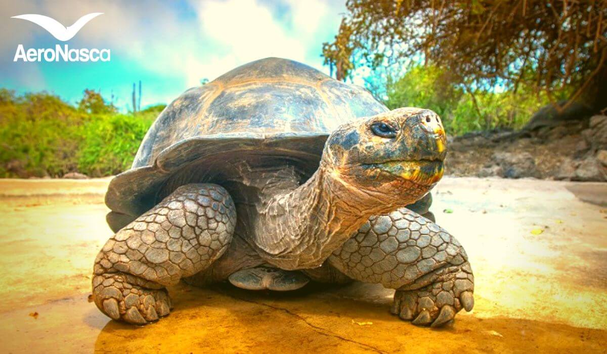 Îles Galapagos en Équateur