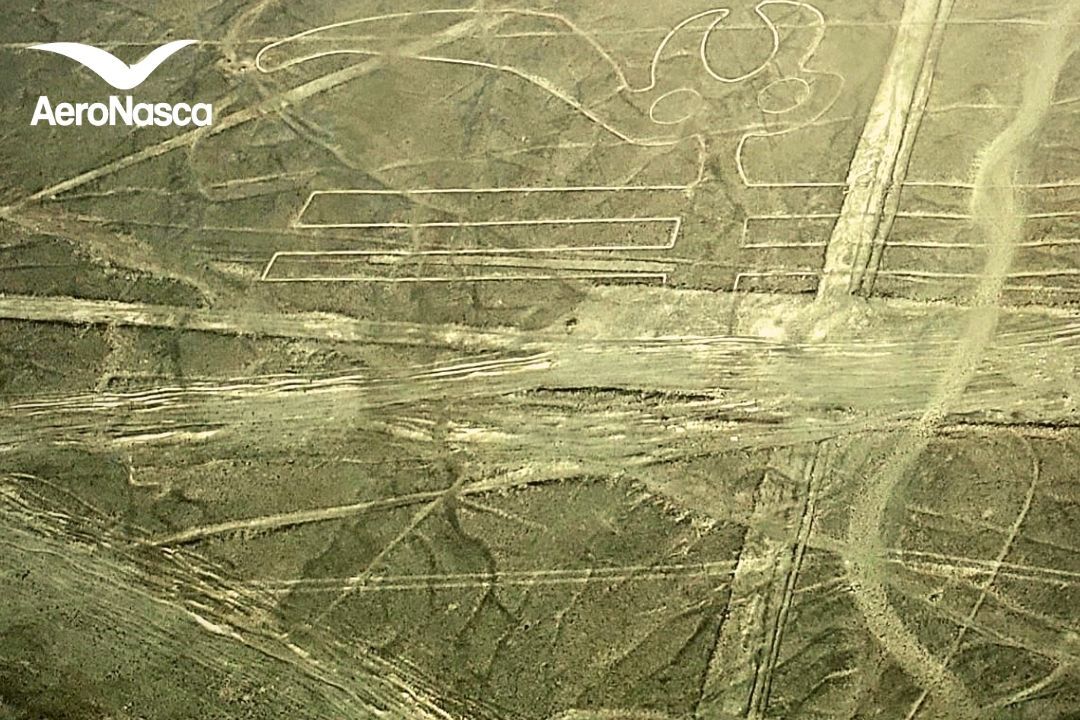El Papagayo de las Líneas de Nazca