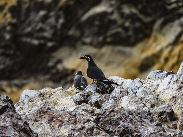 Reserva Nacional de Paracas Flora y Fauna de la Reserva Nacional de Paracas